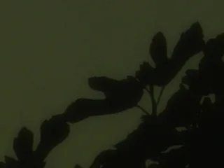 Heart Is a Werewolf 13