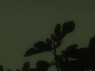 Heart Is a Werewolf 46