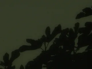 Heart Is a Werewolf 47