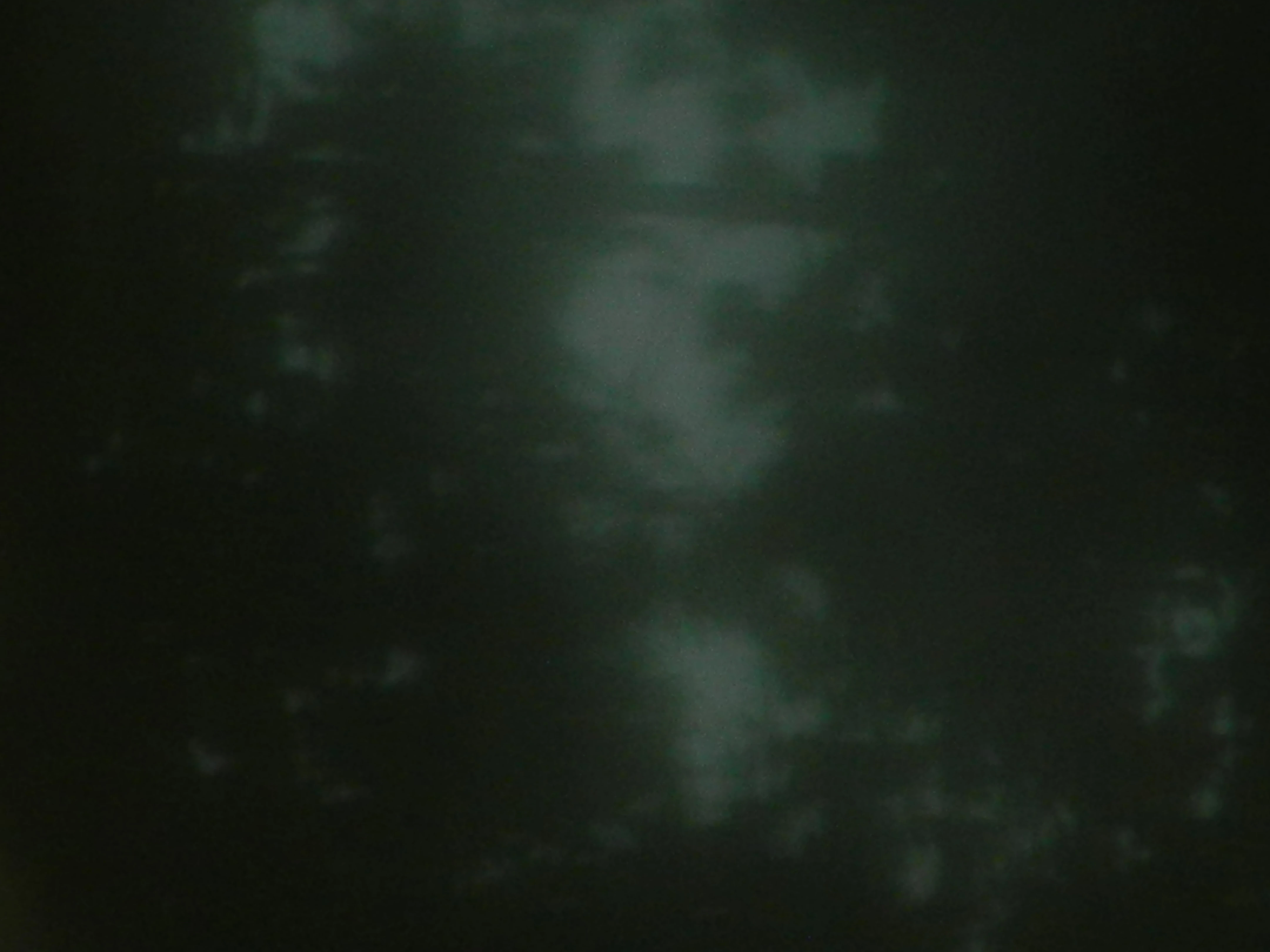 Heart Is a Werewolf 53